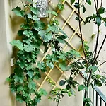 Il Balconcino Del Centro Storico *