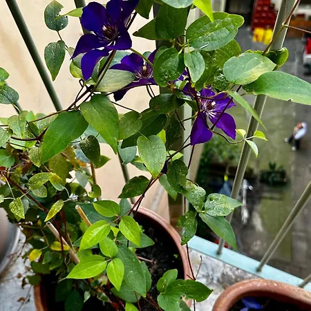 Il Balconcino Del Centro Storico * Turin