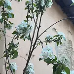 Il Balconcino Del Centro Storico Apartament Turyn